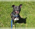 Small #1 American Pit Bull Terrier Mix