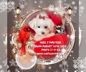 Maltese Puppy for Sale in SILVERHILL, Alabama USA