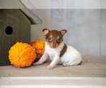 Puppy Sylvie Fox Terrier (Toy)