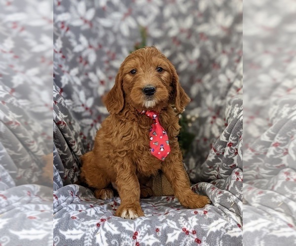 Medium Photo #3 Goldendoodle (Miniature) Puppy For Sale in OXFORD, PA, USA