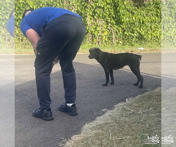 Medium Photo #4 Feist Terrier-Labrador Retriever Mix Puppy For Sale in Washington, DC, USA