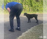 Small #3 Feist Terrier-Labrador Retriever Mix