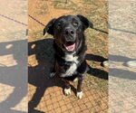 Small #2 Labrador Retriever Mix