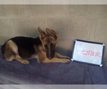 Small Photo #2 German Shepherd Dog Puppy For Sale in LOGAN, OH, USA
