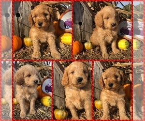 Labradoodle Puppy for sale in APOPKA, FL, USA