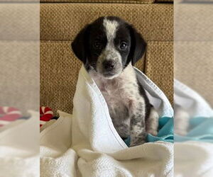 Beagle-Unknown Mix Dogs for adoption in Minneapolis, MN, USA