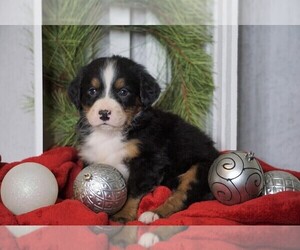 Bernese Mountain Dog Puppy for sale in FREDERICKSBG, OH, USA