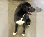 Small Photo #2 Labrador Retriever-Unknown Mix Puppy For Sale in Evansville, IN, USA