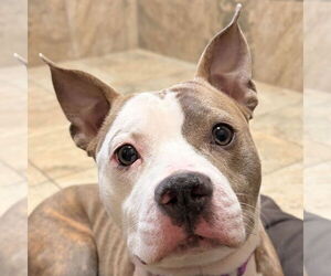 Mutt Dogs for adoption in Jefferson, WI, USA