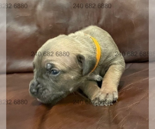 Medium Photo #5 Cane Corso Puppy For Sale in DENTSVILLE, MD, USA