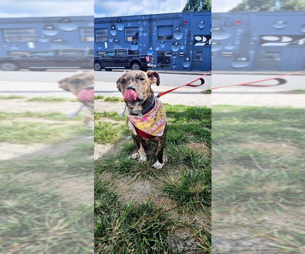 Medium Photo #4 Mutt Puppy For Sale in Candler, NC, USA