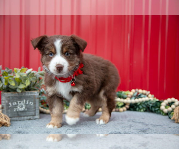 Medium Photo #28 Miniature Australian Shepherd Puppy For Sale in MILLERSBURG, OH, USA