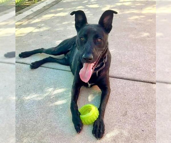 Medium Photo #3 German Shepherd Dog-Unknown Mix Puppy For Sale in Sacramento, CA, USA