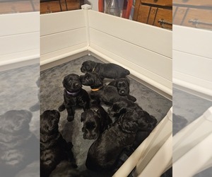 Schnauzer (Giant) Puppy for sale in GLENDALE, AZ, USA