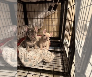 French Bulldog Puppy for sale in SANTA ANA, CA, USA