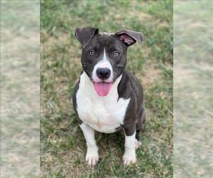 American Pit Bull Terrier Dogs for adoption in Conroe, TX, USA