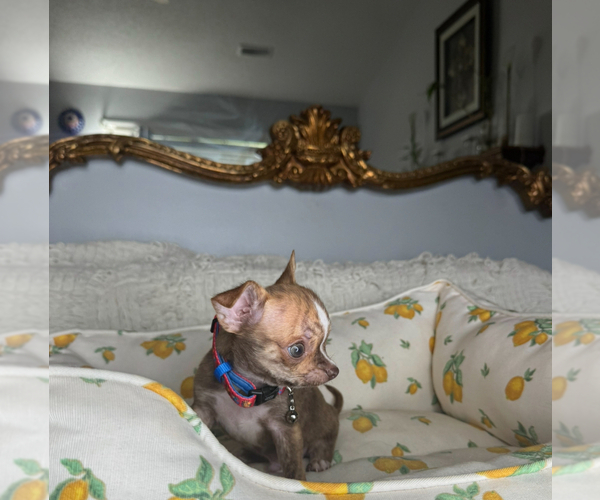 Medium Photo #5 Chihuahua Puppy For Sale in CHARLOTTE, NC, USA