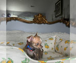 Small #4 Chihuahua