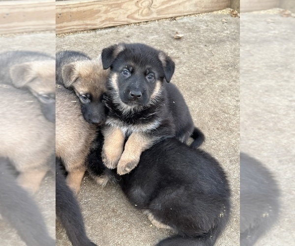 Medium Photo #4 German Shepherd Dog Puppy For Sale in MAYSVILLE, MO, USA