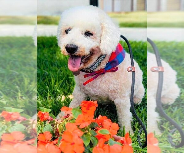 Medium Photo #6 Poodle (Miniature)-Unknown Mix Puppy For Sale in  Ramona, CA, USA