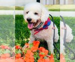 Small Photo #6 Poodle (Miniature)-Unknown Mix Puppy For Sale in  Ramona, CA, USA