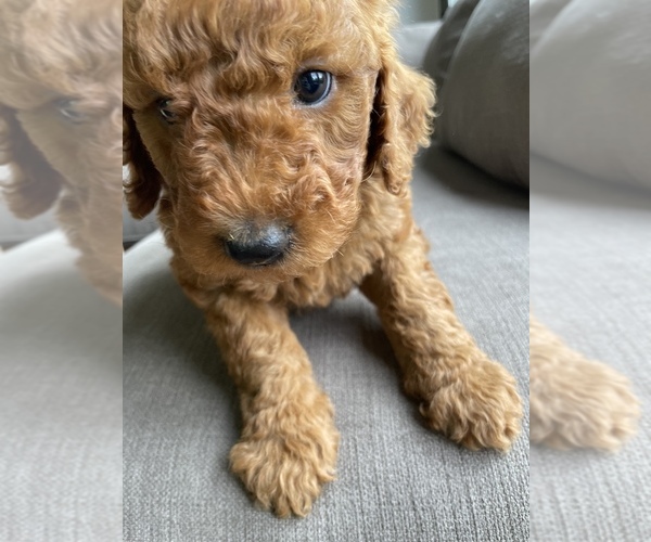 Medium Photo #4 Aussiedoodle Puppy For Sale in BERRIEN SPGS, MI, USA