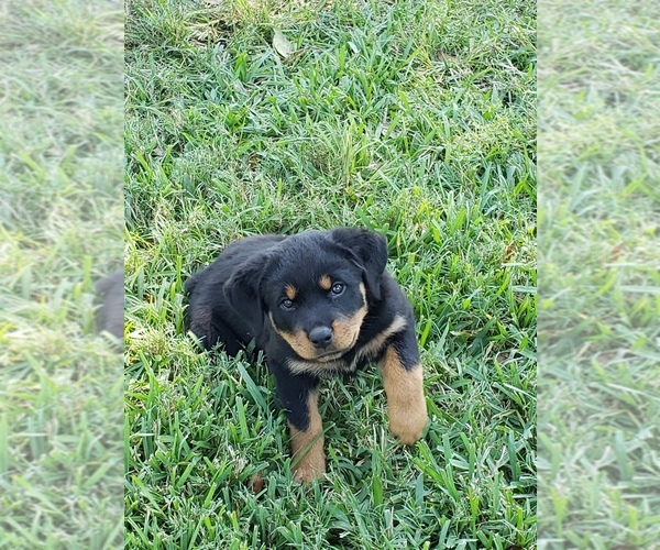 Medium Photo #10 Rottweiler Puppy For Sale in PASADENA, TX, USA
