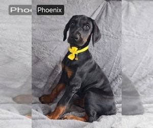 Doberman Pinscher Puppy for sale in POMEROY, OH, USA