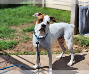 Boxer-Unknown Mix Dogs for adoption in Rosenberg, TX, USA