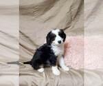 Small Photo #5 Bernedoodle Puppy For Sale in ATOKA, OK, USA