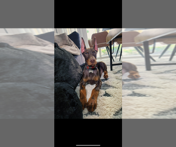 Medium Photo #18 Doberman Pinscher Puppy For Sale in LIVINGSTON, LA, USA