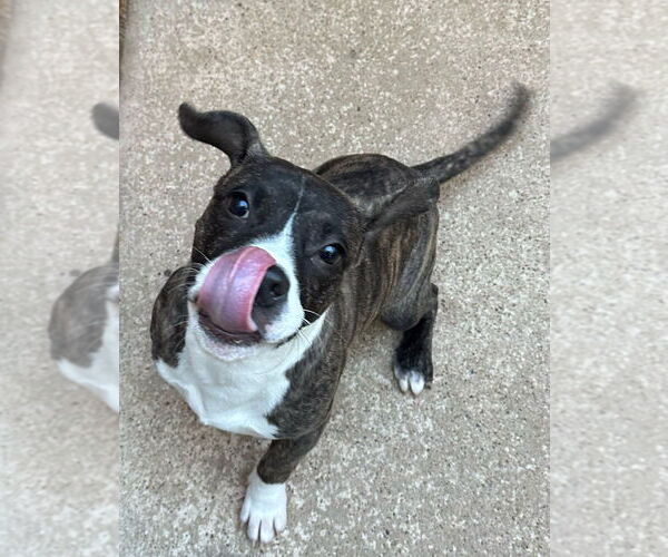 Medium Photo #2 American Staffordshire Terrier-Boxer Mix Puppy For Sale in Oak Bluffs, MA, USA