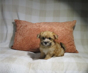 Morkie Puppy for sale in COOKEVILLE, TN, USA