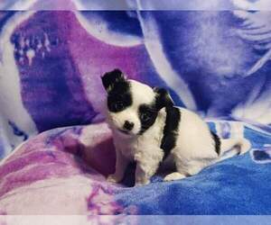 Chihuahua Puppy for sale in DUNDALK, MD, USA