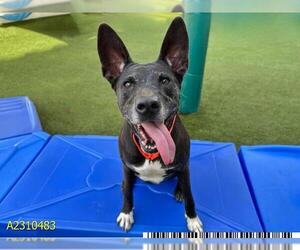 German Shepherd Dog-Unknown Mix Dogs for adoption in West Palm Beach, FL, USA