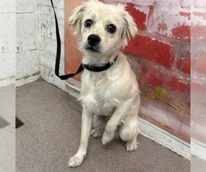 Chihuahua Dogs for adoption in San Bernardino, CA, USA