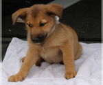 Small #2 Labrador Retriever Mix