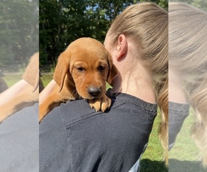 Labrador Retriever Puppy for Sale in GORDONSVILLE, Virginia USA