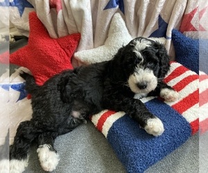 Australian Labradoodle-Bernedoodle Mix Puppy for sale in ATWATER, CA, USA