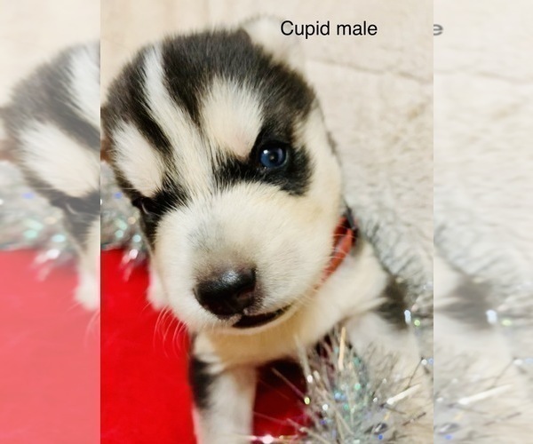 Medium Photo #9 Siberian Husky Puppy For Sale in WASHBURN, WI, USA