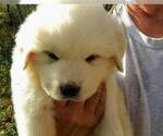 Small Photo #2 Great Pyrenees Puppy For Sale in ALTAVISTA, VA, USA