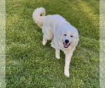 Small #3 Great Pyrenees