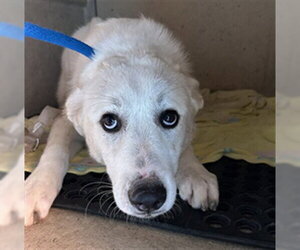 Great Pyrenees-Unknown Mix Dogs for adoption in Plano, TX, USA