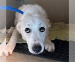 Small Great Pyrenees Mix