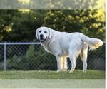 Small #7 English Cream Golden Retriever