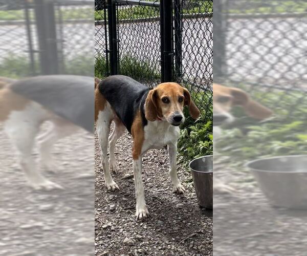 Medium Photo #7 Beagle-Unknown Mix Puppy For Sale in Elmsford, NY, USA