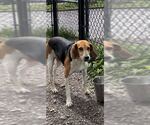 Small #6 Beagle Mix