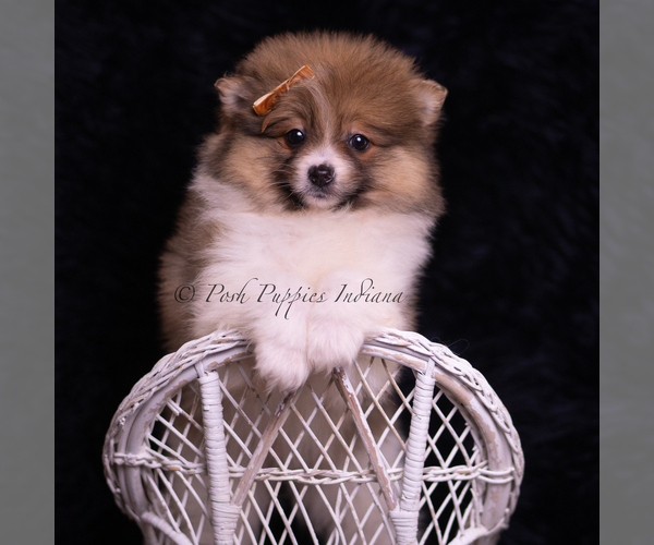 Medium Photo #96 Pomeranian Puppy For Sale in WARSAW, IN, USA