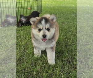 Medium Pomsky
