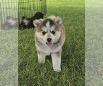 Puppy Cora Pomsky